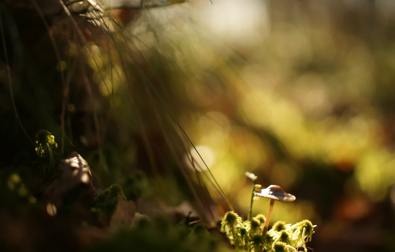 Photo wallpaper grass, light, glare, background, moss, shadow, blur, Mushroom