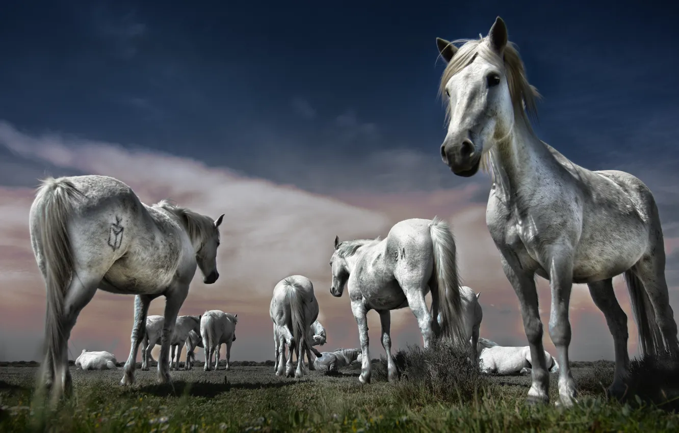 Photo wallpaper field, summer, the sky, grass, face, clouds, blue, horse