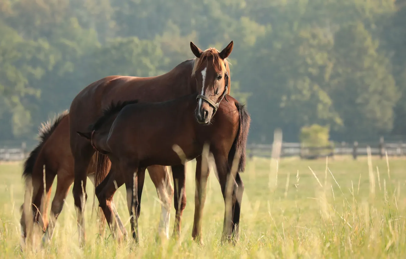 Photo wallpaper field, grass, trees, fog, horse, horse, pasture, pair