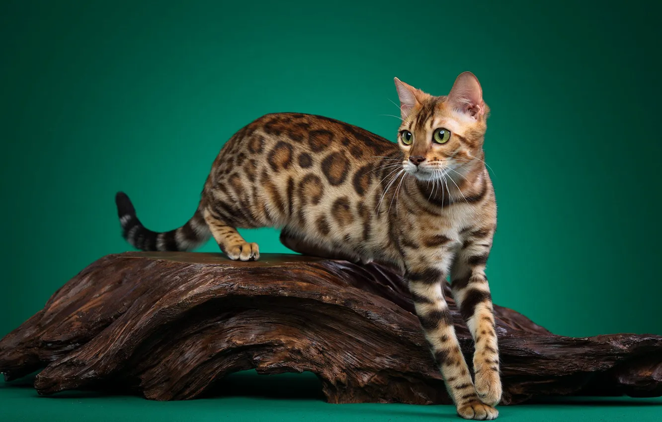 Photo wallpaper cat, cat, look, pose, tree, grace, snag, face