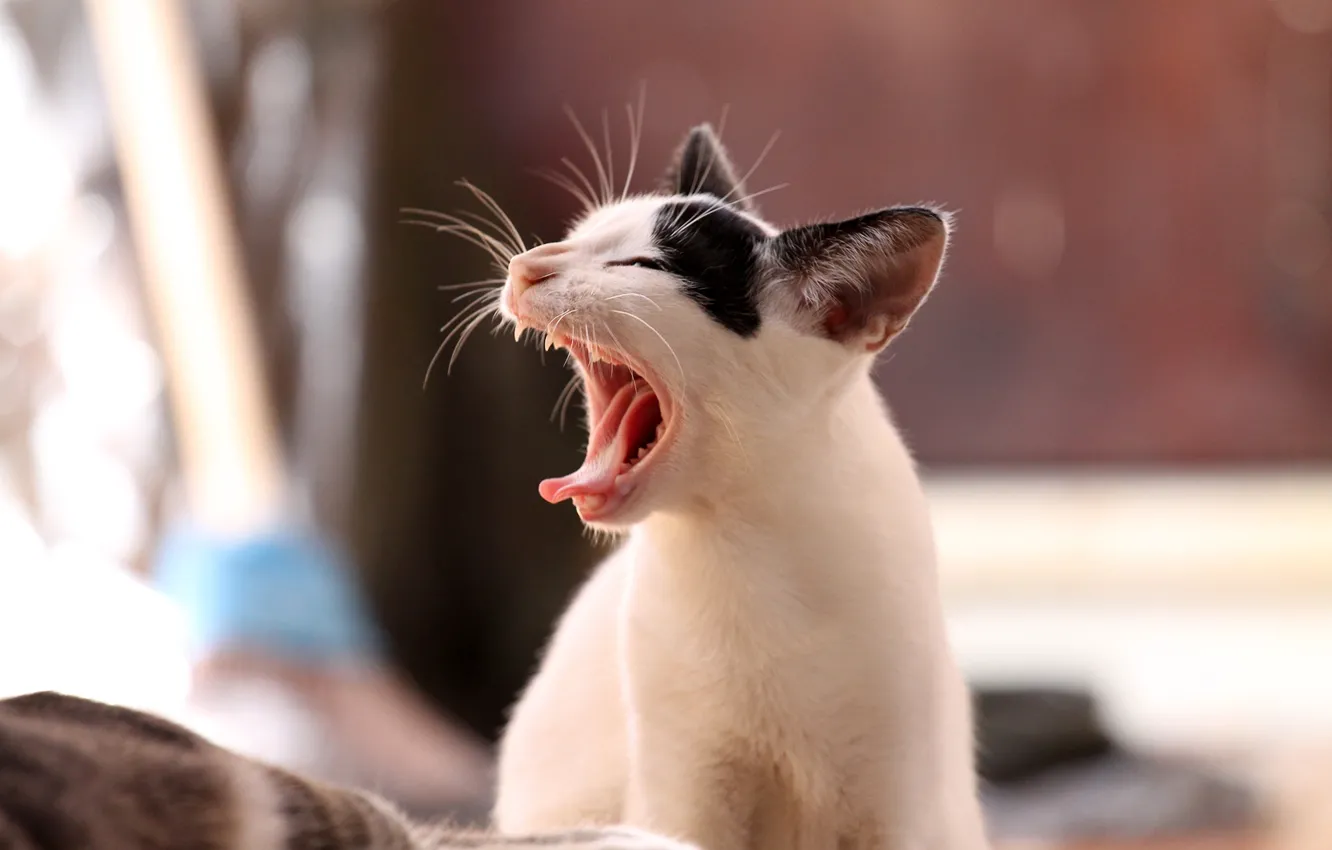 Photo wallpaper language, cat, cat, mouth, fangs, yawns, bokeh