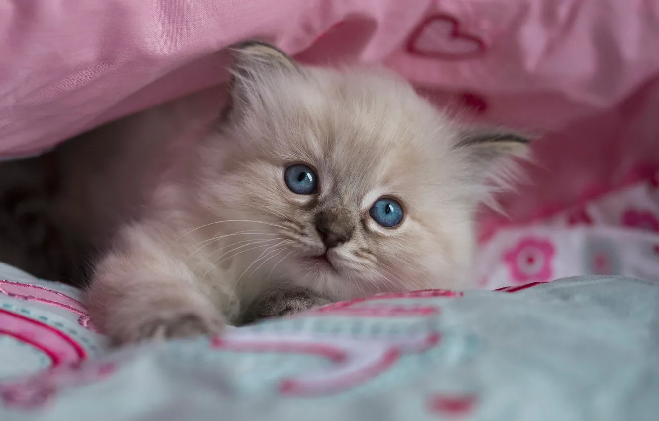 Photo wallpaper small, cutie, fluffy, face, the beauty, bed, cat, hide and seek