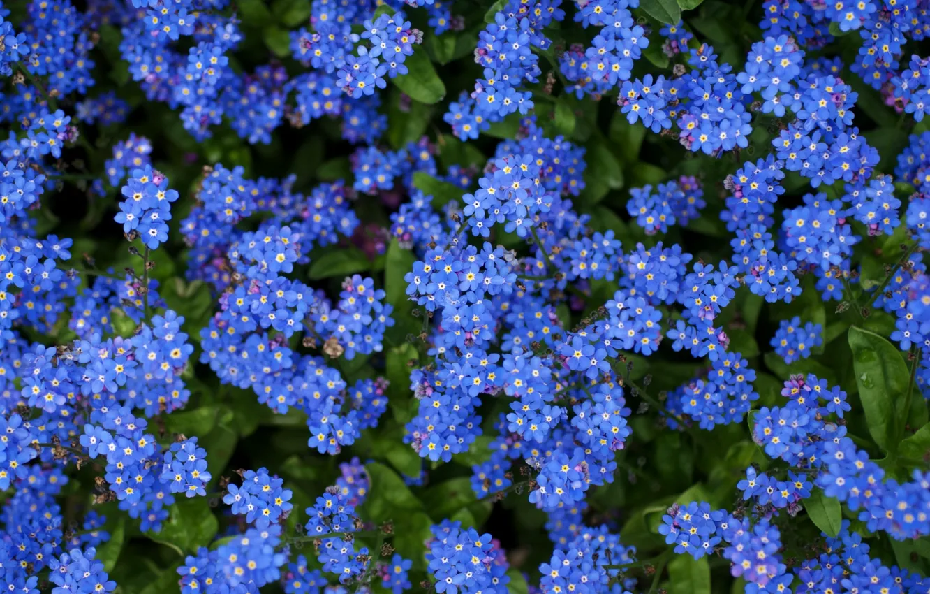 Photo wallpaper Flowers, Beautiful, Blue, Flowers, Blue, Beautiful, Field, Field