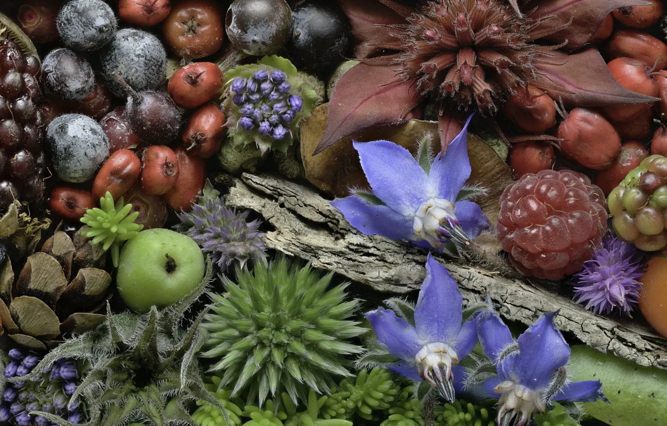 Photo wallpaper macro, flowers, berries, plants, buds, Martin Dollenkamp