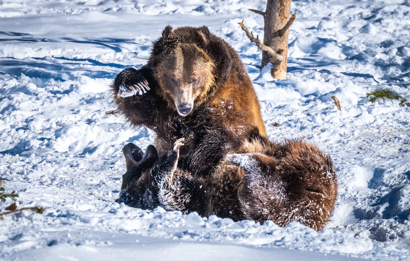 Photo wallpaper Winter, Snow, Fight, Animals, Bears, Two, Predators, Bears