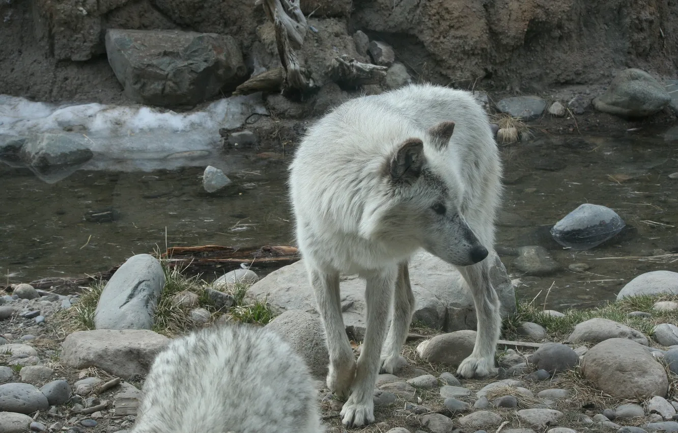 Photo wallpaper fantasy, nature, art, snow, predator, face, animal, wolf
