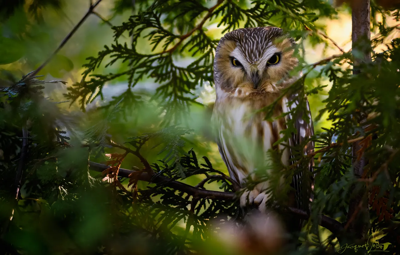 Photo wallpaper branches, owl, bird, North American boreal owl