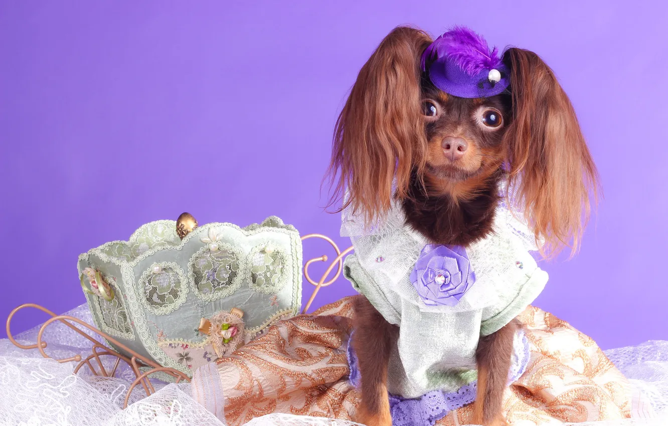 Photo wallpaper look, pose, portrait, dog, feathers, dress, box, image
