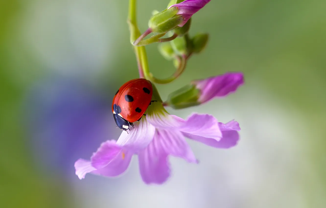 Photo wallpaper flower, macro, ladybug, insect