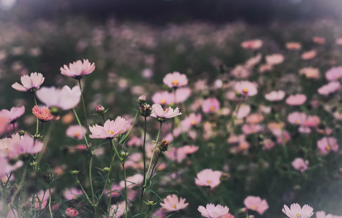 Photo wallpaper flowers, nature, background