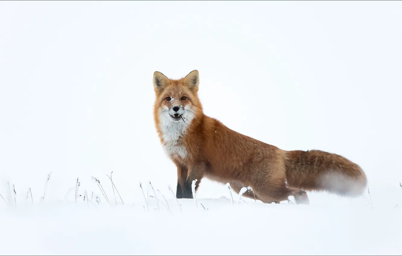 Photo wallpaper fox, animals, snow