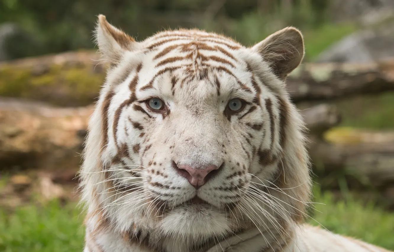 Photo wallpaper cat, face, white tiger