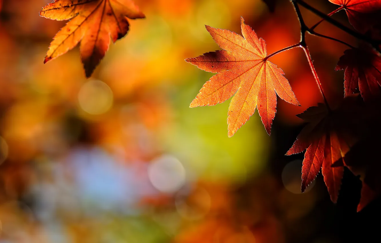 Photo wallpaper autumn, nature, sheet, leaf, japanese, maple