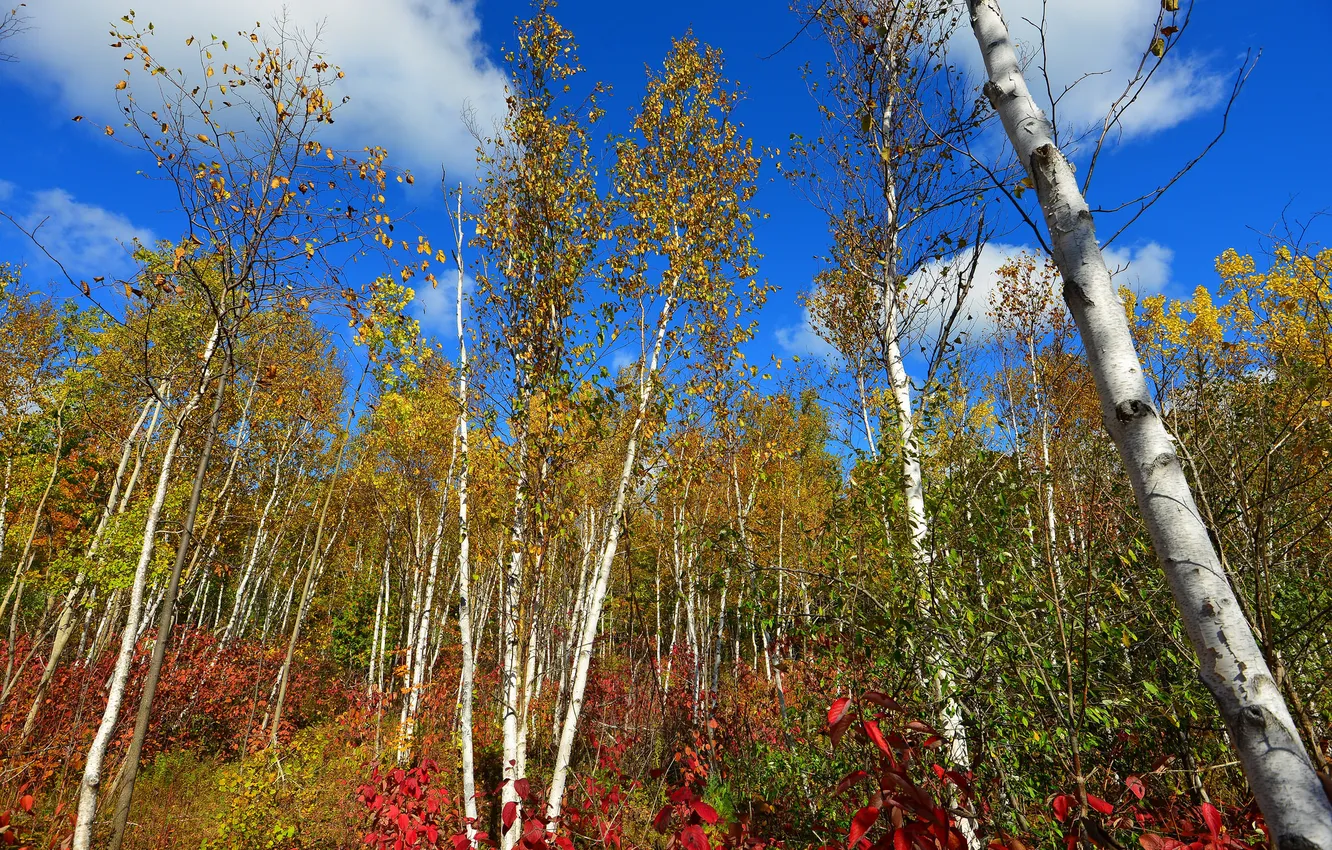 Photo wallpaper autumn, the sky, clouds, trees, slope, aspen