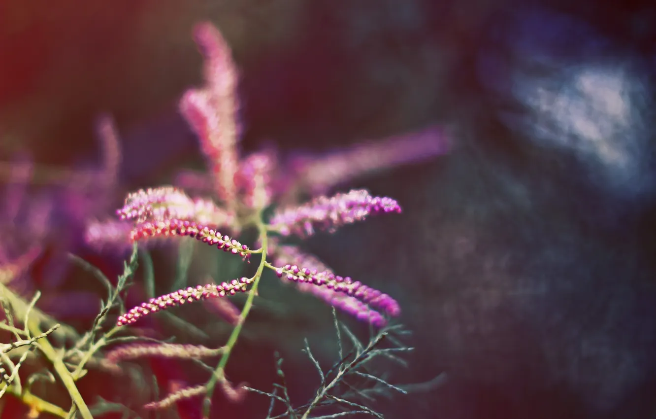 Photo wallpaper autumn, leaves, colorful, stick