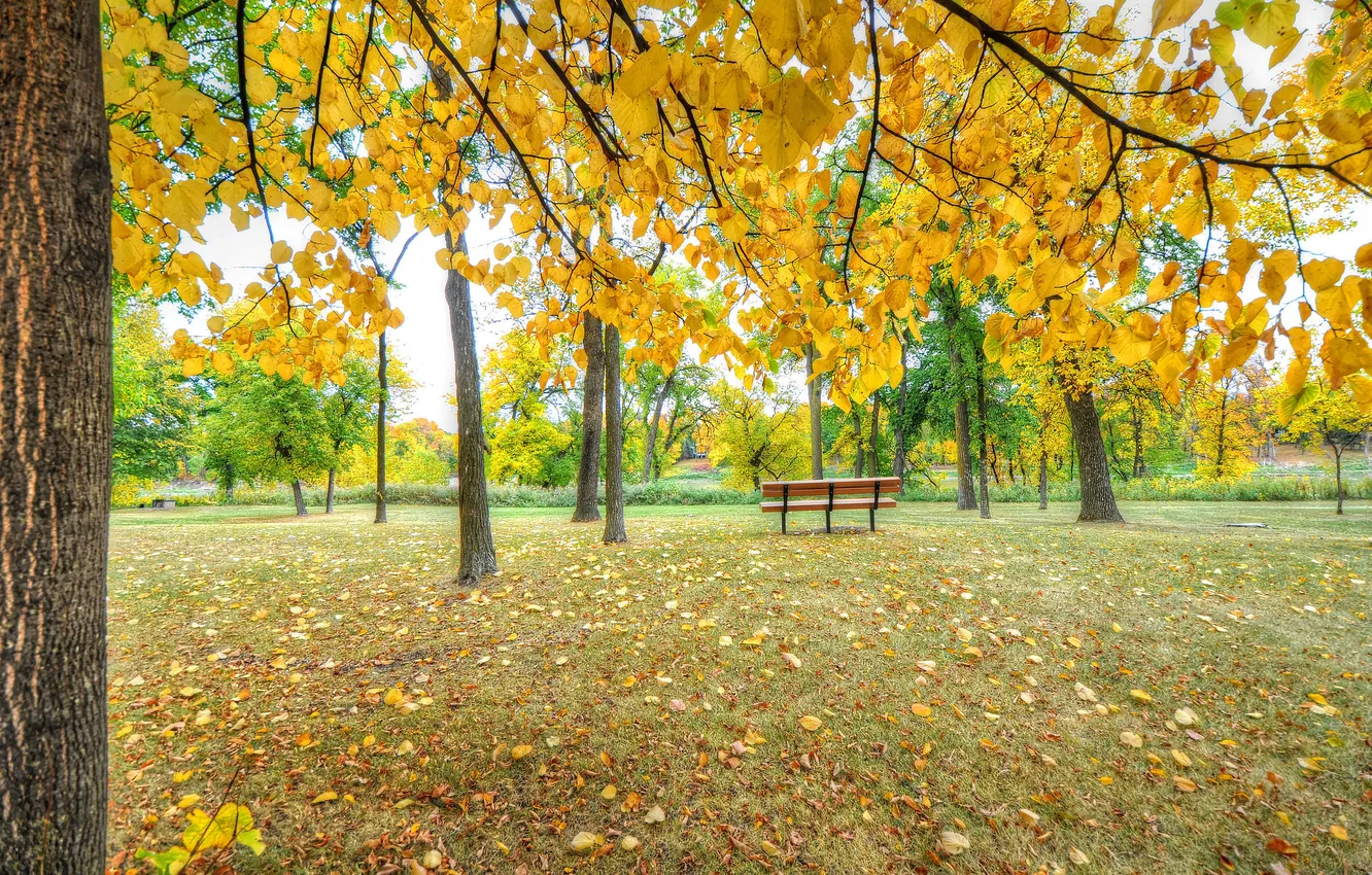 Photo wallpaper autumn, trees, Park, bench