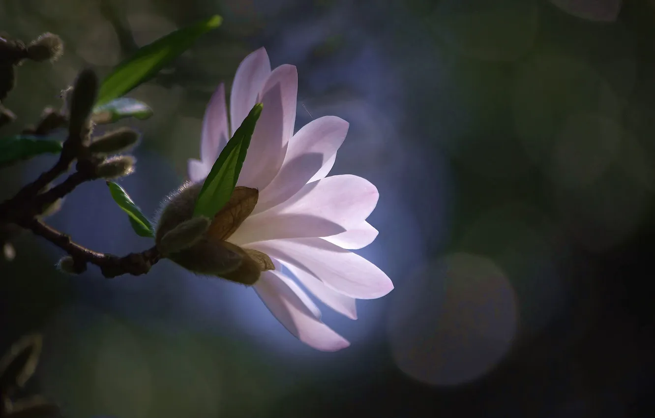 Photo wallpaper leaves, light, flowers, branches, glare, lighting, pink