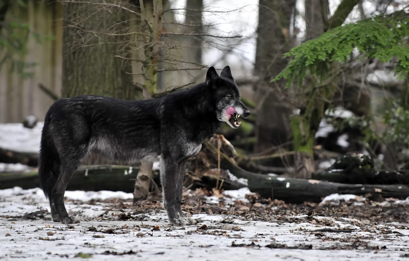 Photo wallpaper language, snow, wolf, predator, profile