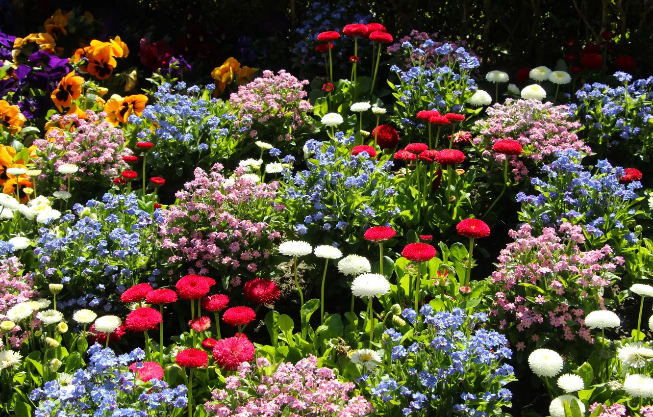 Photo wallpaper garden, color, blooming