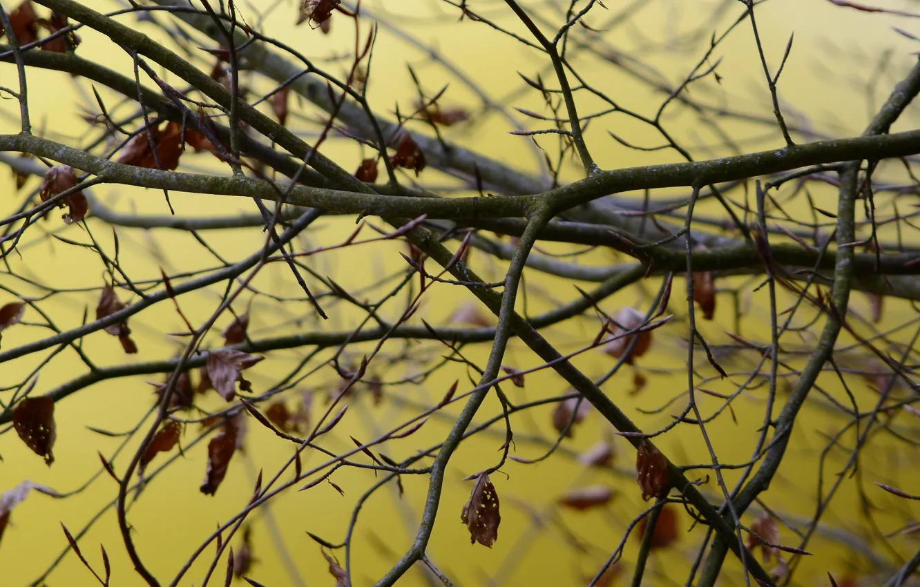 Photo wallpaper leaves, trees, branches