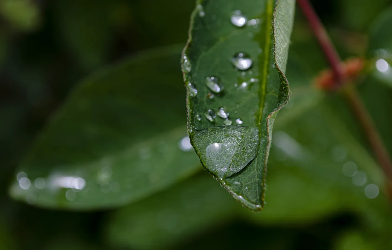 Photo wallpaper drops, macro, nature, leaf