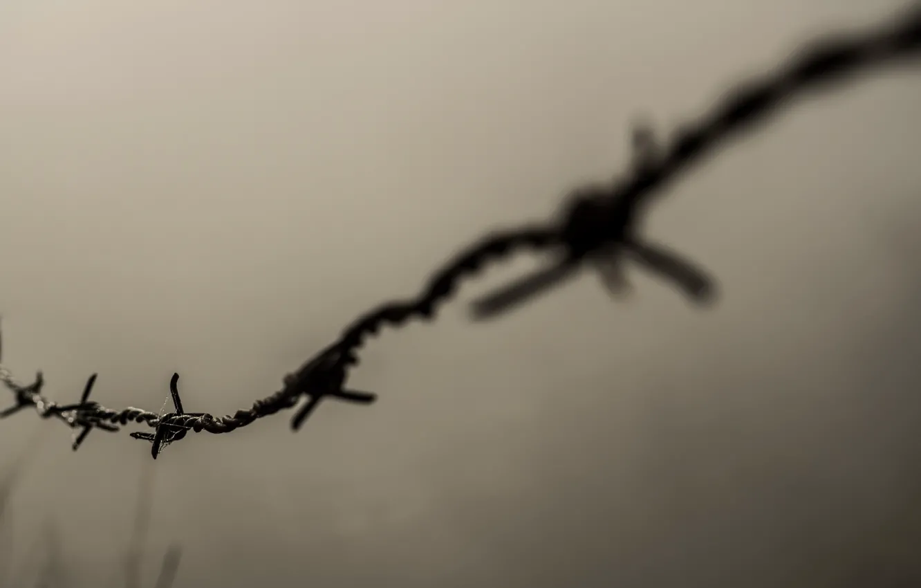 Photo wallpaper macro, background, barbed wire