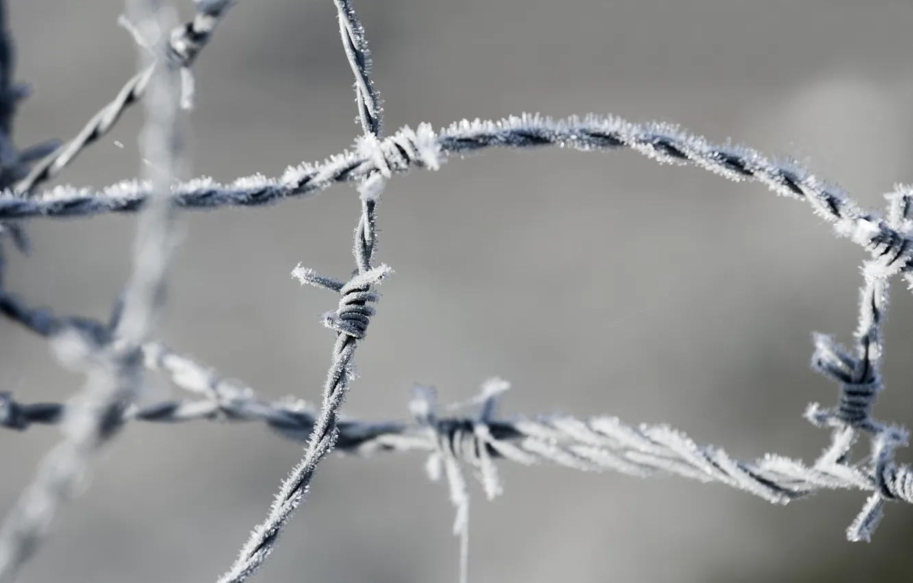 Photo wallpaper wire, frost, barbed, area(