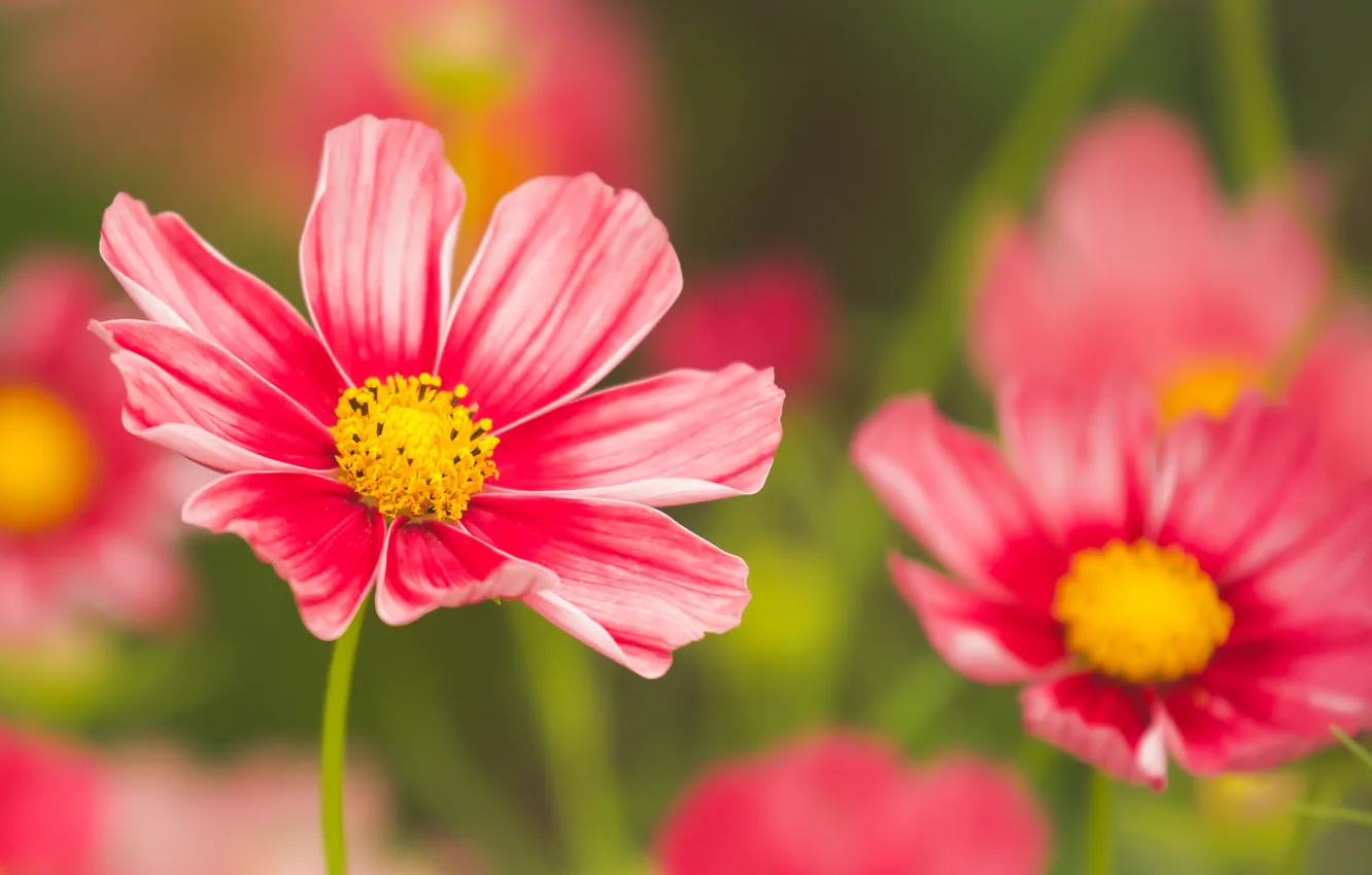 Photo wallpaper space, petals, bokeh, kosmeya