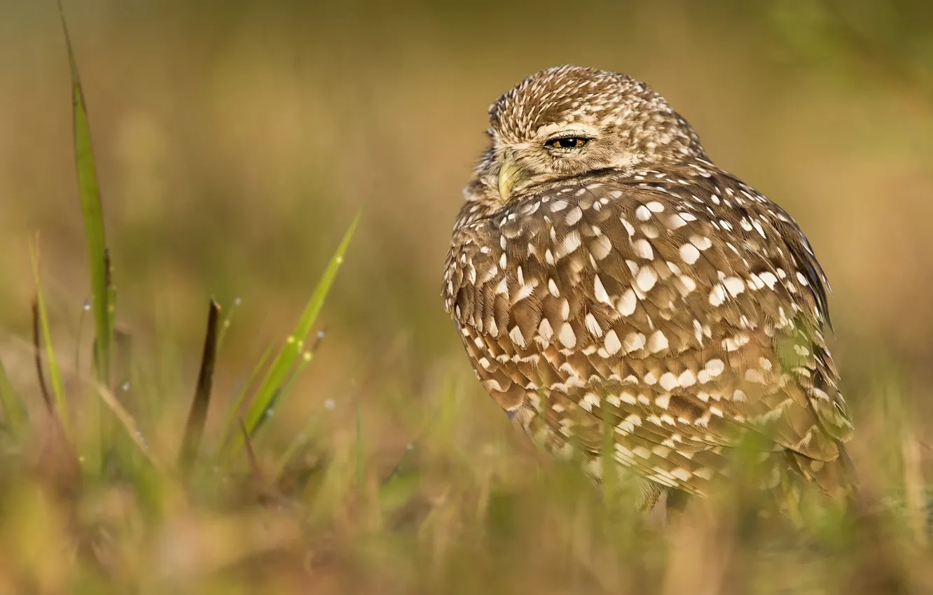 Photo wallpaper grass, owl, bird, bokeh, Burrowing owl