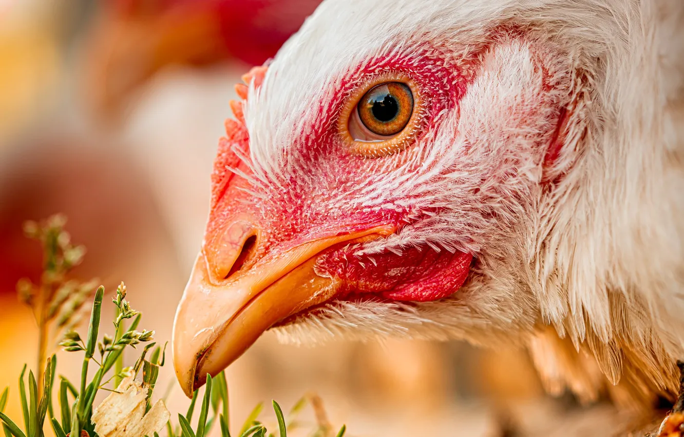 Photo wallpaper grass, close-up, bird, chicken, head, beak