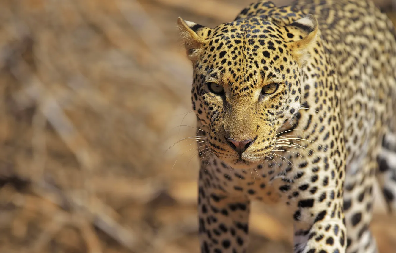 Photo wallpaper look, face, pose, leopard, walk, sneaks