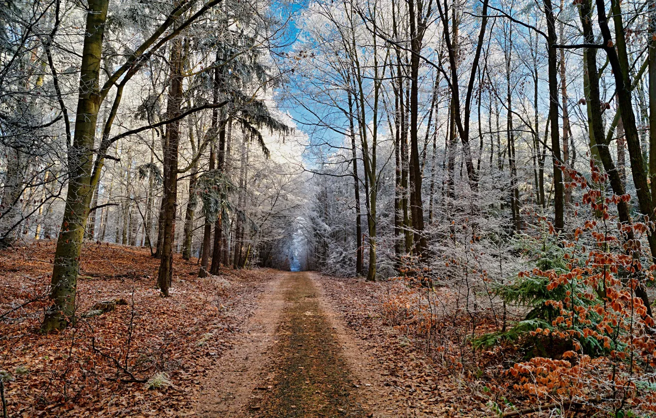 Photo wallpaper autumn, forest, nature