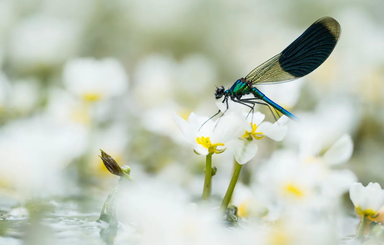 Photo wallpaper macro, flowers, dragonfly, insect