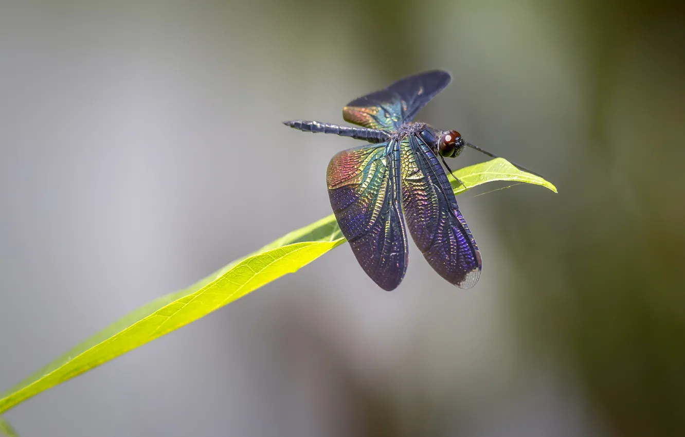 Photo wallpaper macro, background, leaf, dragonfly, insect
