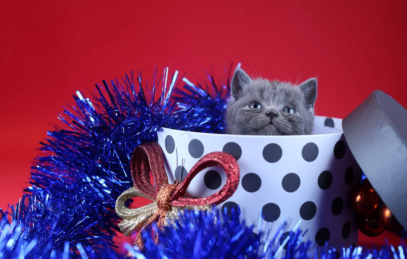 Photo wallpaper decoration, box, gift, new year, kitty, tinsel, bow, red background