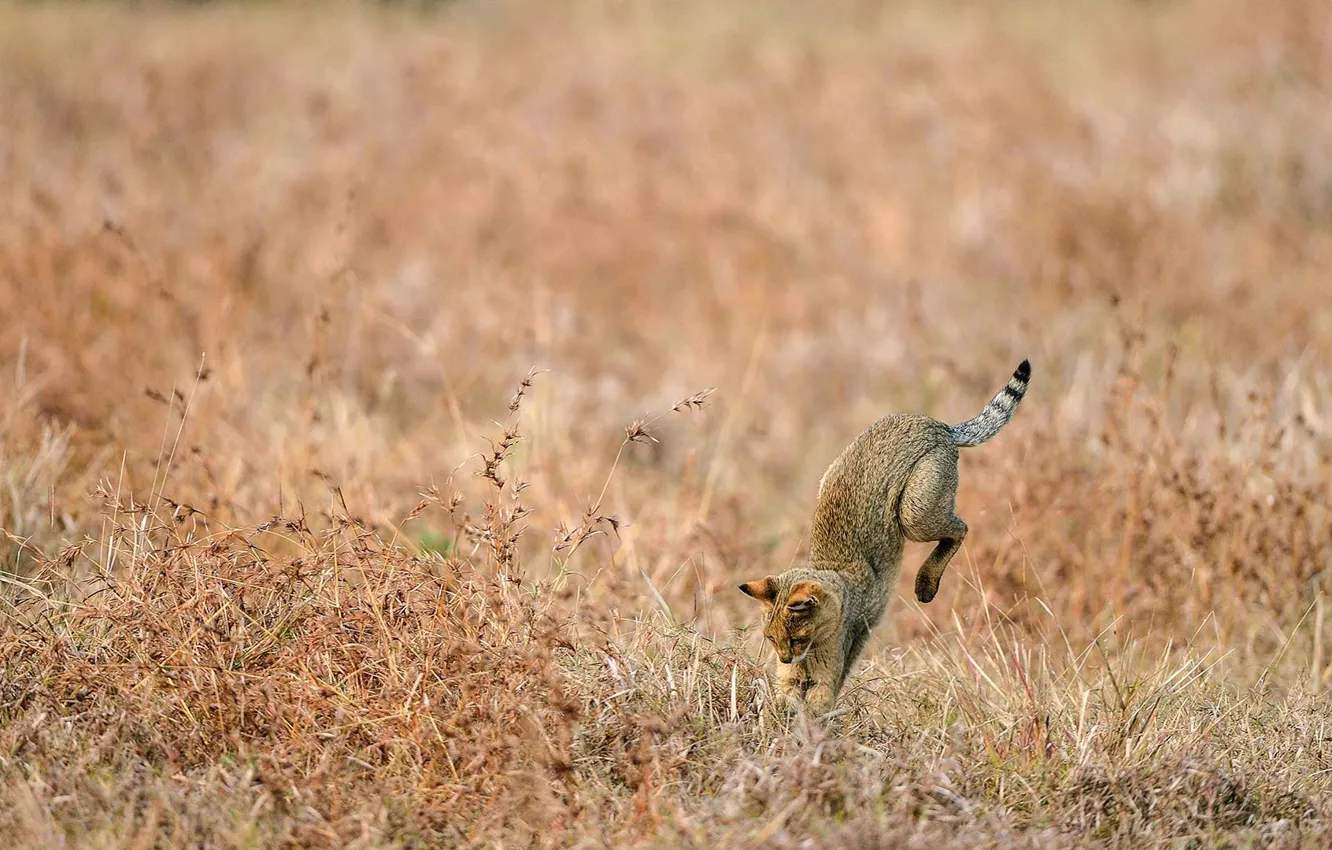 Photo wallpaper India, hunting, swamp lynx, Jungle cat