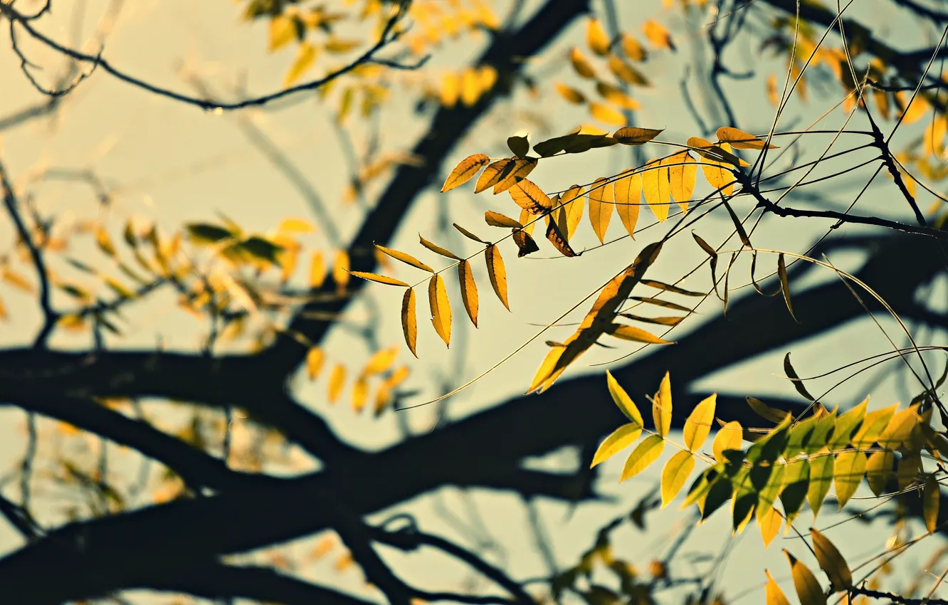 Photo wallpaper autumn, light, trees, branches, yellow, bokeh, autumn leaves