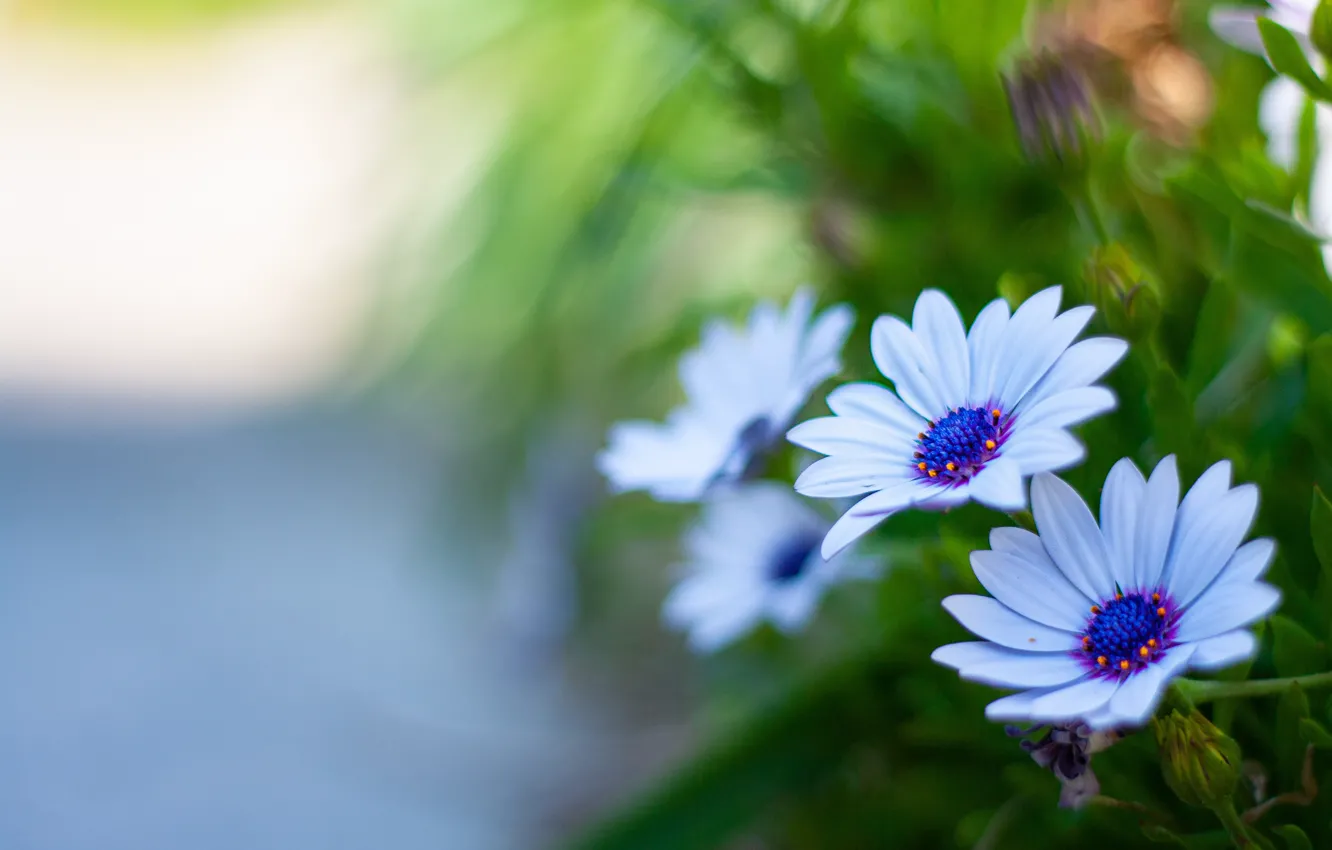 Photo wallpaper macro, blur, Osteospermum