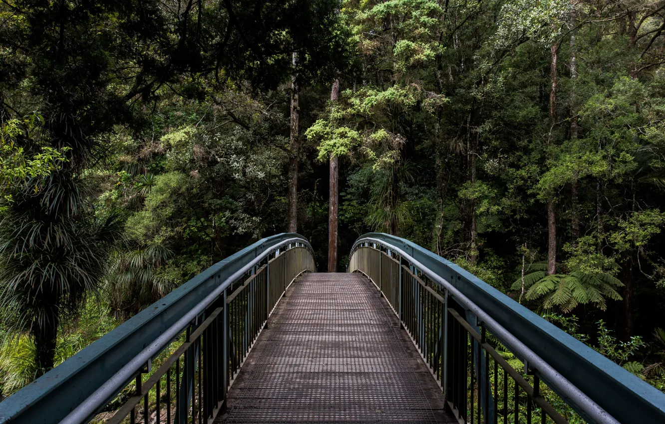 Photo wallpaper greens, forest, summer, trees, bridge, nature