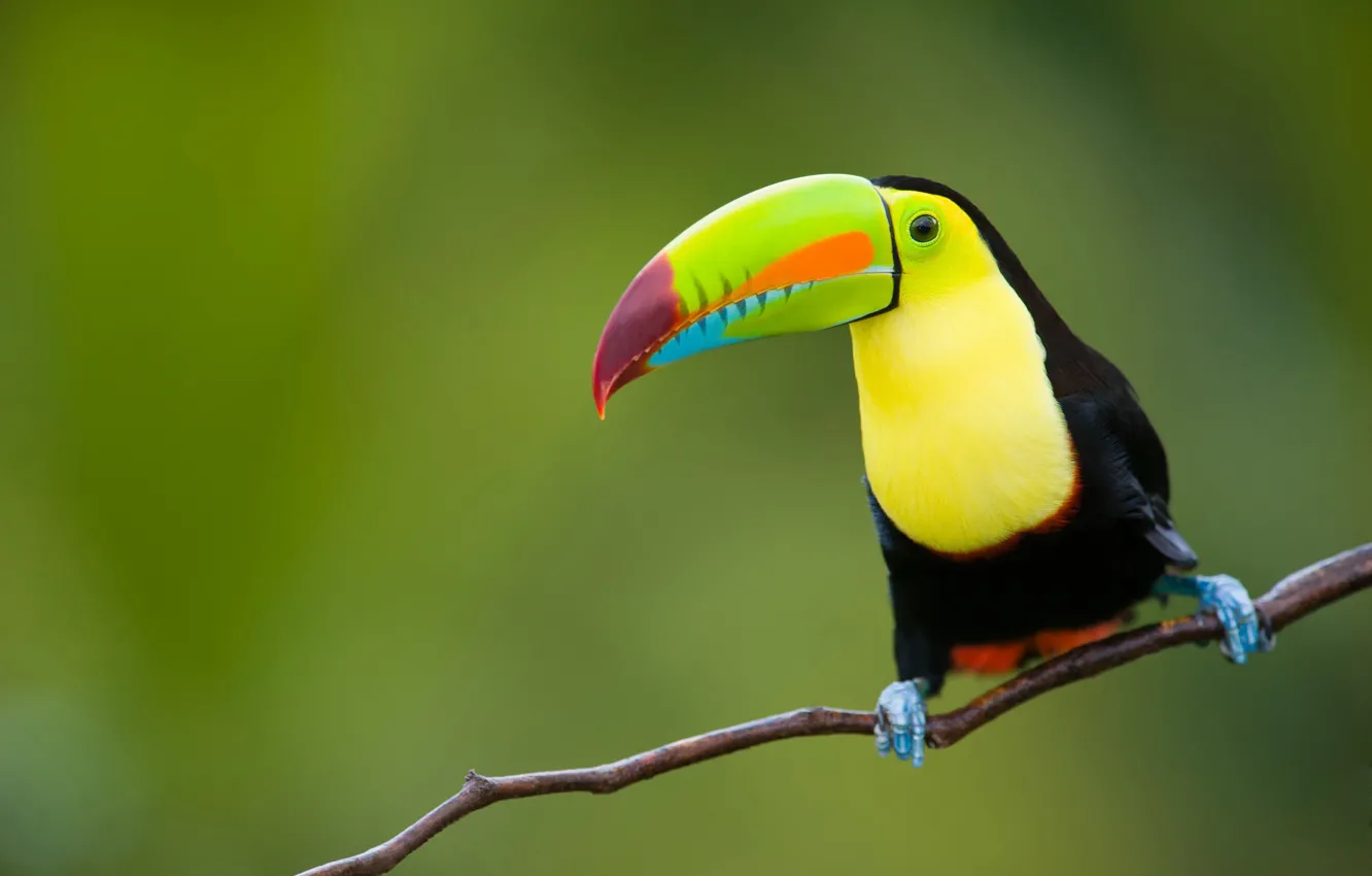 Photo wallpaper nature, tropics, background, bird, jungle, Indonesia, Toucan, animals