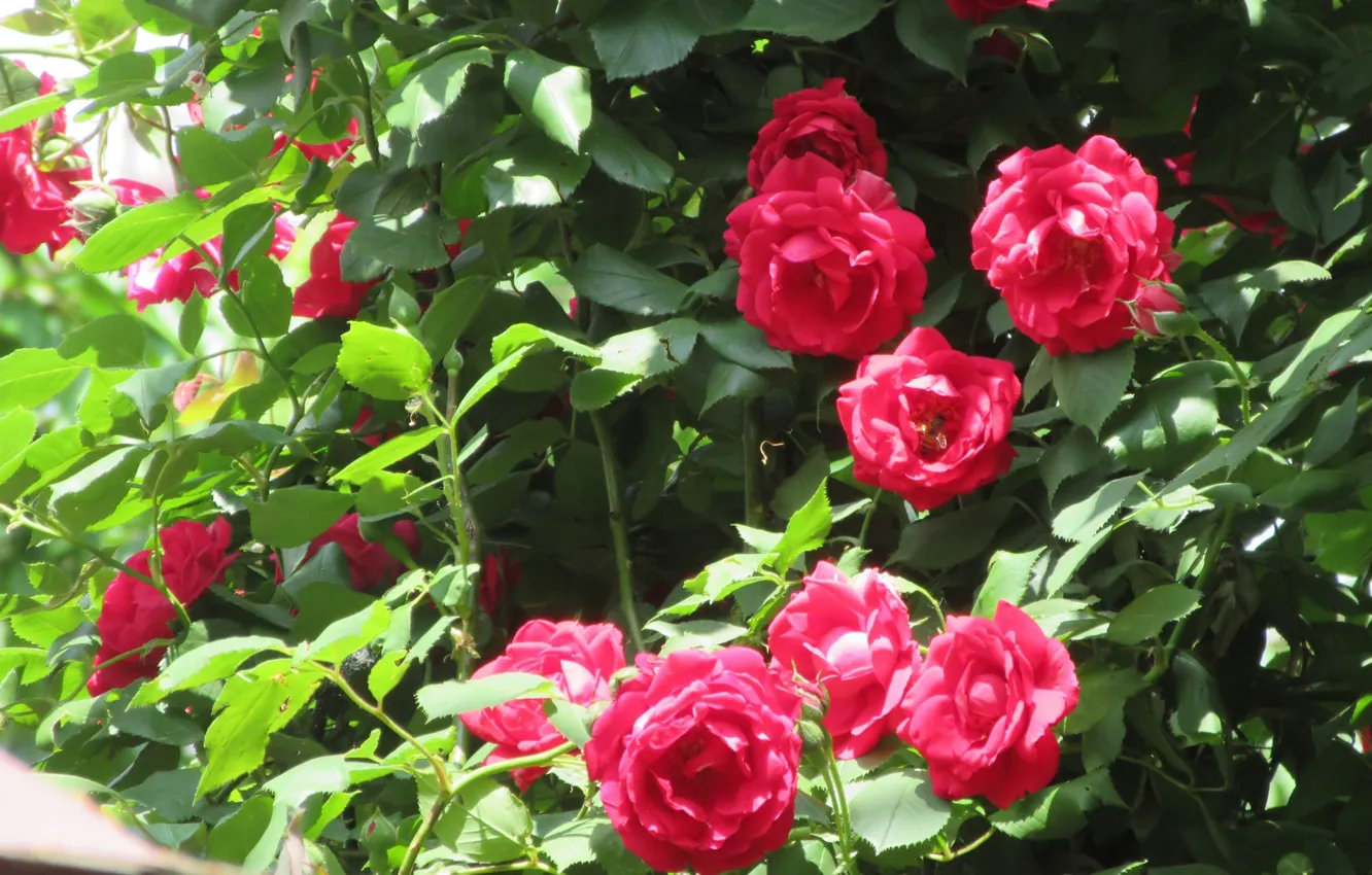 Photo wallpaper Bush, Leaves, Roses, Meduzanol ©, Summer 2018