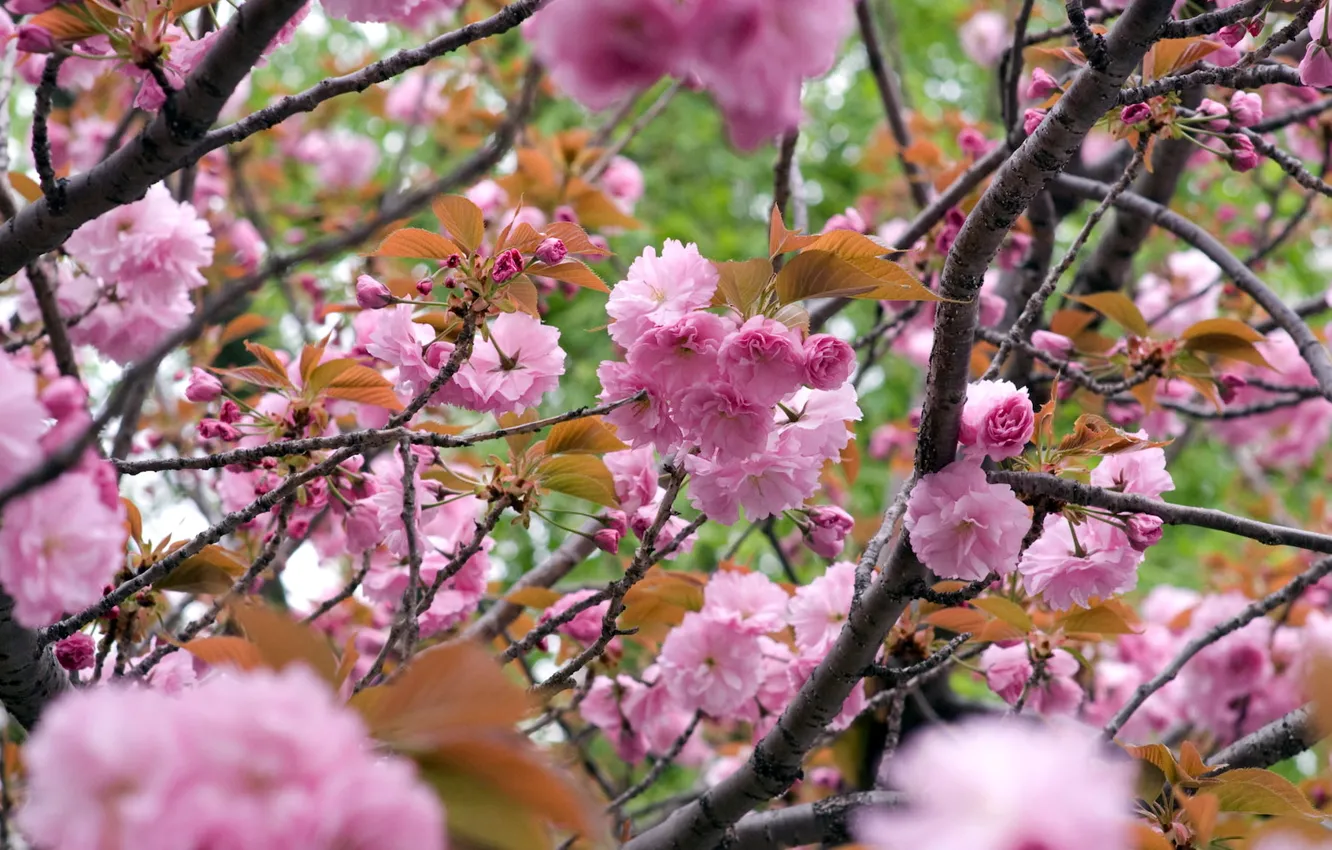 Photo wallpaper branches, Sakura, flowering