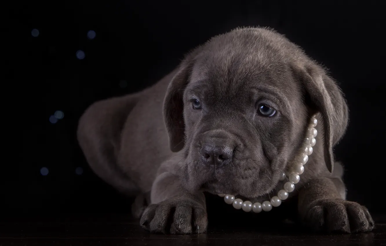 Photo wallpaper necklace, puppy, breed, cane Corso