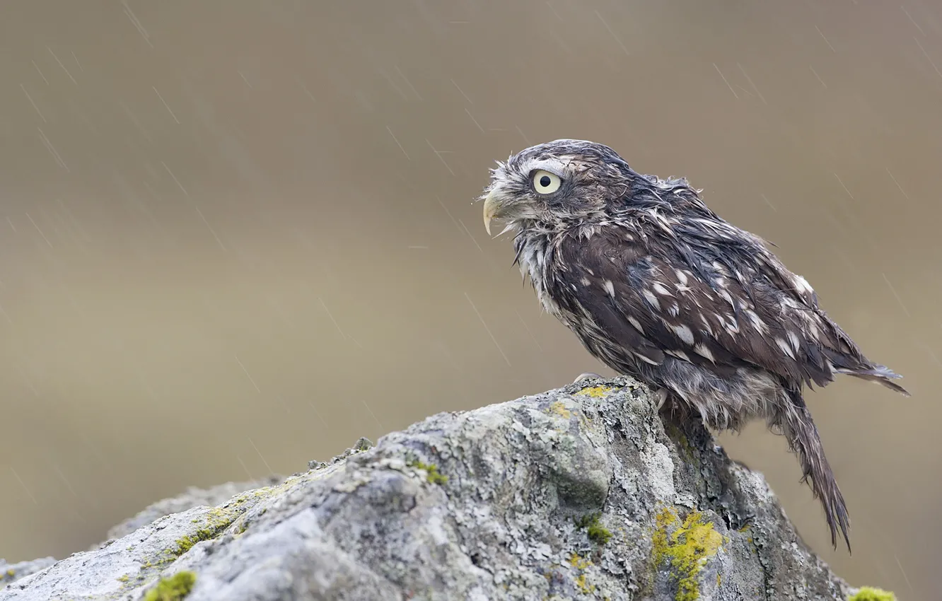 Photo wallpaper rock, rain, owl, bird, stone, moss, wet, chick