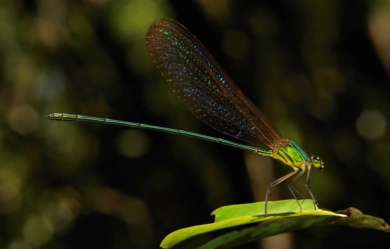 Photo wallpaper dragonfly, a blade of grass, colored wings