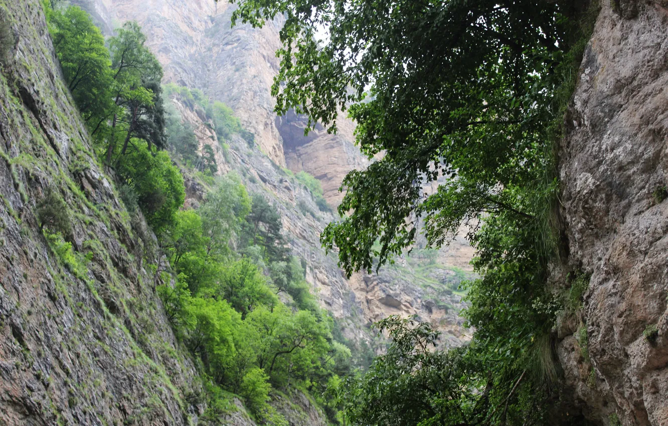 Photo wallpaper greens, mountain, gorge