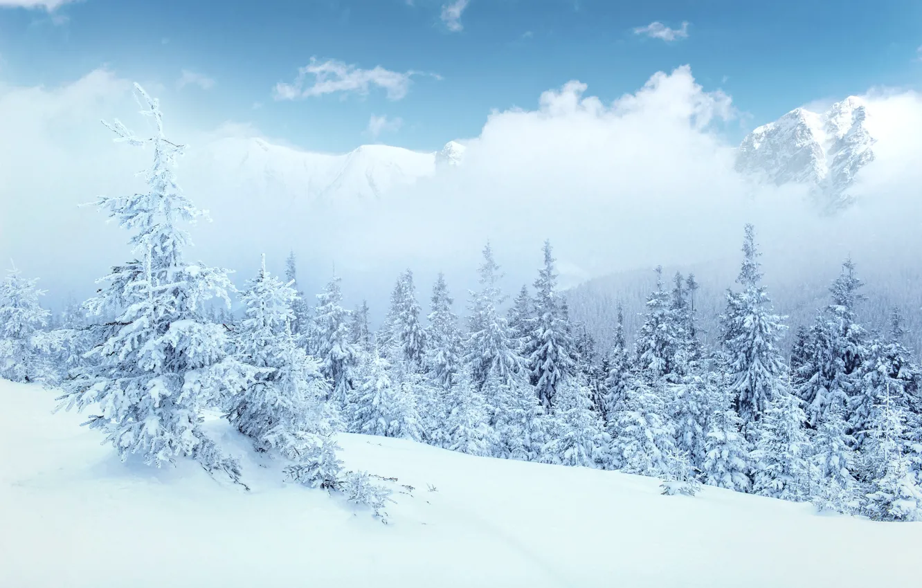 Photo wallpaper winter, snow, trees, landscape, mountains, tree, forest, landscape