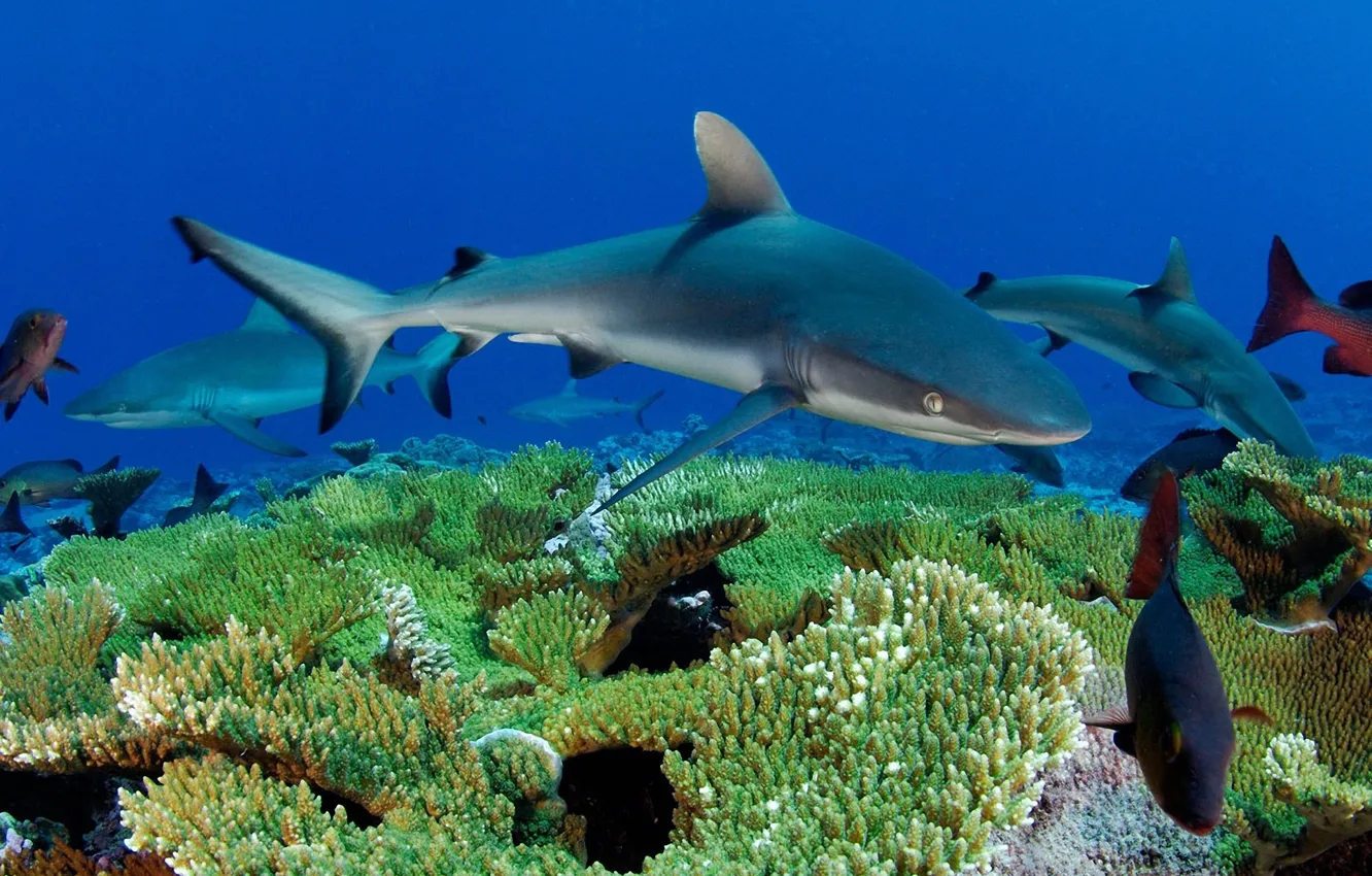 Photo wallpaper sea, fish, corals, sharks, underwater world