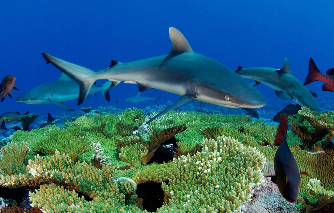 Photo wallpaper sea, fish, shark, corals, underwater world