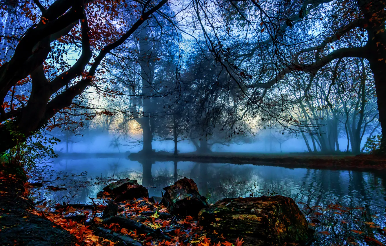 Photo wallpaper autumn, leaves, trees, branches, fog, stones, England, London